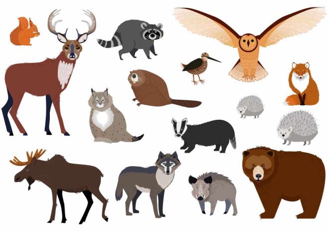 Pohjoismaiset eläimet tilapäiset tatuoinnit / Eläintatuoinnit