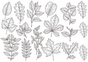 Hojas de bosque dibujadas a mano, hojas, roble, arce tatuajes.